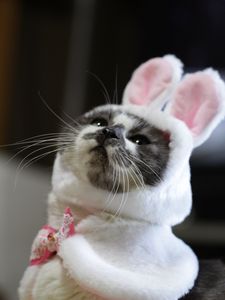 Preview wallpaper cat, costume, cute, funny