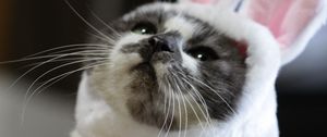 Preview wallpaper cat, costume, cute, funny