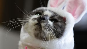 Preview wallpaper cat, costume, cute, funny