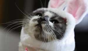 Preview wallpaper cat, costume, cute, funny