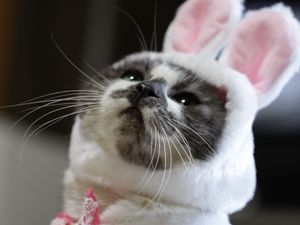 Preview wallpaper cat, costume, cute, funny