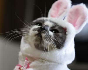 Preview wallpaper cat, costume, cute, funny