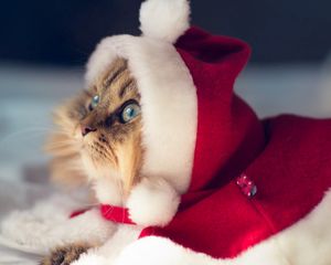 Preview wallpaper cat, costume, new year, outfit