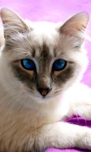 Preview wallpaper cat, cross-eyed, face, light