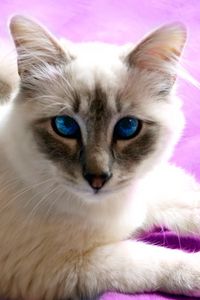 Preview wallpaper cat, cross-eyed, face, light