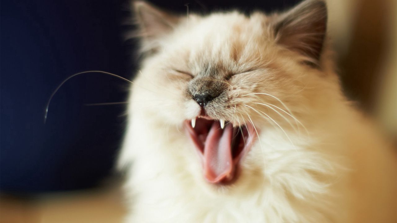 Wallpaper cat, cry, face, fluffy, kitten