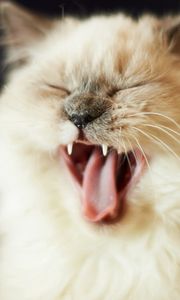 Preview wallpaper cat, cry, face, fluffy, kitten