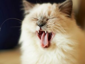Preview wallpaper cat, cry, face, fluffy, kitten