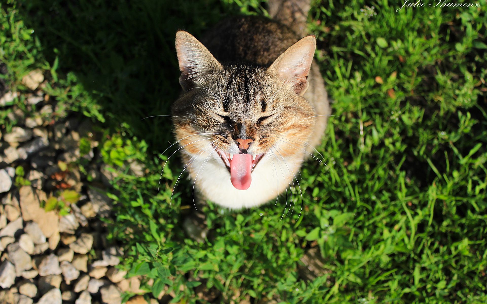 Download wallpaper 1920x1200 cat, cry, grass, shade, concern widescreen ...