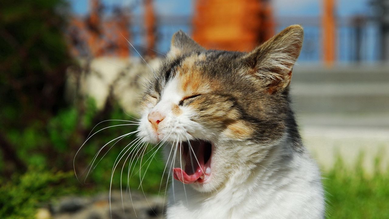 Wallpaper cat, cry, yawn, sunlight, muzzle