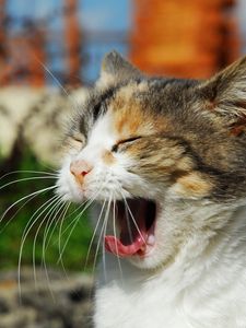 Preview wallpaper cat, cry, yawn, sunlight, muzzle