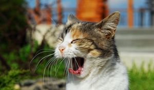 Preview wallpaper cat, cry, yawn, sunlight, muzzle