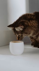 Preview wallpaper cat, cup, animal, pet, gray