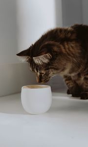 Preview wallpaper cat, cup, animal, pet, gray