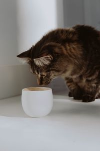 Preview wallpaper cat, cup, animal, pet, gray