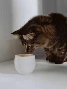 Preview wallpaper cat, cup, animal, pet, gray
