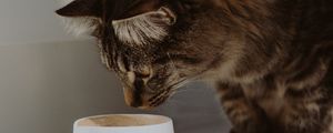 Preview wallpaper cat, cup, animal, pet, gray