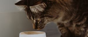 Preview wallpaper cat, cup, animal, pet, gray