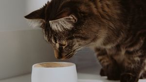 Preview wallpaper cat, cup, animal, pet, gray