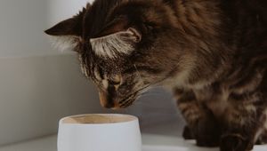 Preview wallpaper cat, cup, animal, pet, gray