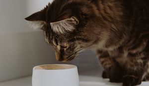 Preview wallpaper cat, cup, animal, pet, gray