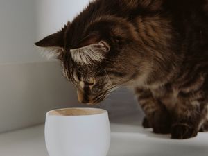 Preview wallpaper cat, cup, animal, pet, gray