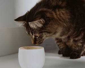 Preview wallpaper cat, cup, animal, pet, gray