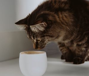 Preview wallpaper cat, cup, animal, pet, gray