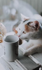 Preview wallpaper cat, cup, pet, glance