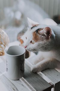 Preview wallpaper cat, cup, pet, glance