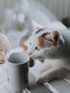 Preview wallpaper cat, cup, pet, glance