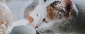 Preview wallpaper cat, cup, pet, glance