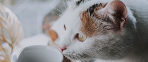 Preview wallpaper cat, cup, pet, glance
