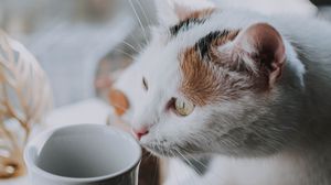 Preview wallpaper cat, cup, pet, glance