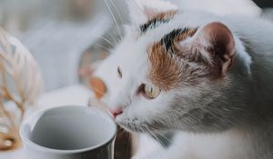 Preview wallpaper cat, cup, pet, glance