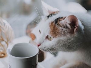 Preview wallpaper cat, cup, pet, glance
