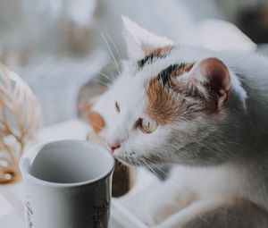 Preview wallpaper cat, cup, pet, glance