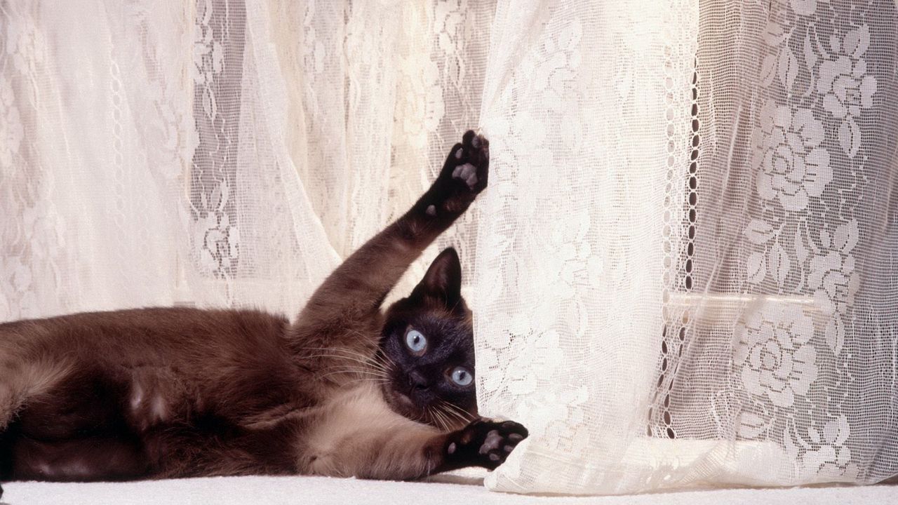Wallpaper cat, curtains, playful, lie