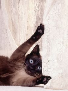 Preview wallpaper cat, curtains, playful, lie