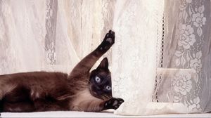 Preview wallpaper cat, curtains, playful, lie
