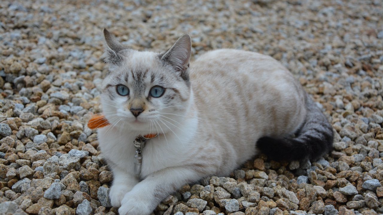 Wallpaper cat, cute, blue-eyed, stones