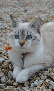 Preview wallpaper cat, cute, blue-eyed, stones