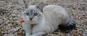 Preview wallpaper cat, cute, blue-eyed, stones