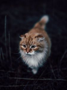 Preview wallpaper cat, cute, fluffy