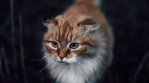 Preview wallpaper cat, cute, fluffy