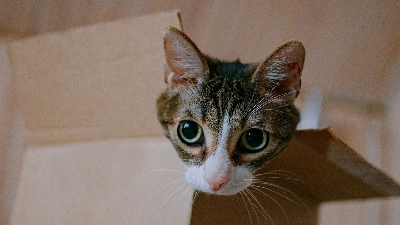 Wallpaper cat, cute, funny, box