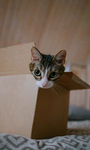 Preview wallpaper cat, cute, funny, box