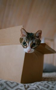 Preview wallpaper cat, cute, funny, box