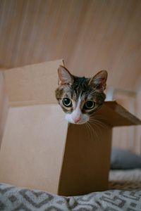 Preview wallpaper cat, cute, funny, box