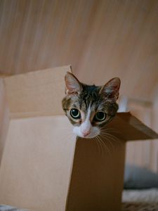 Preview wallpaper cat, cute, funny, box